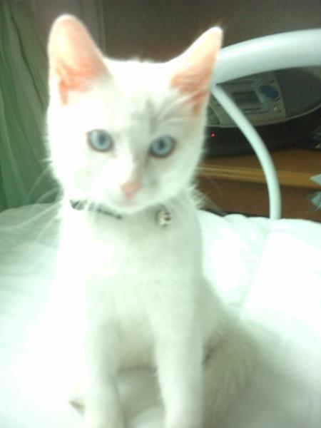 Moustique !!!!